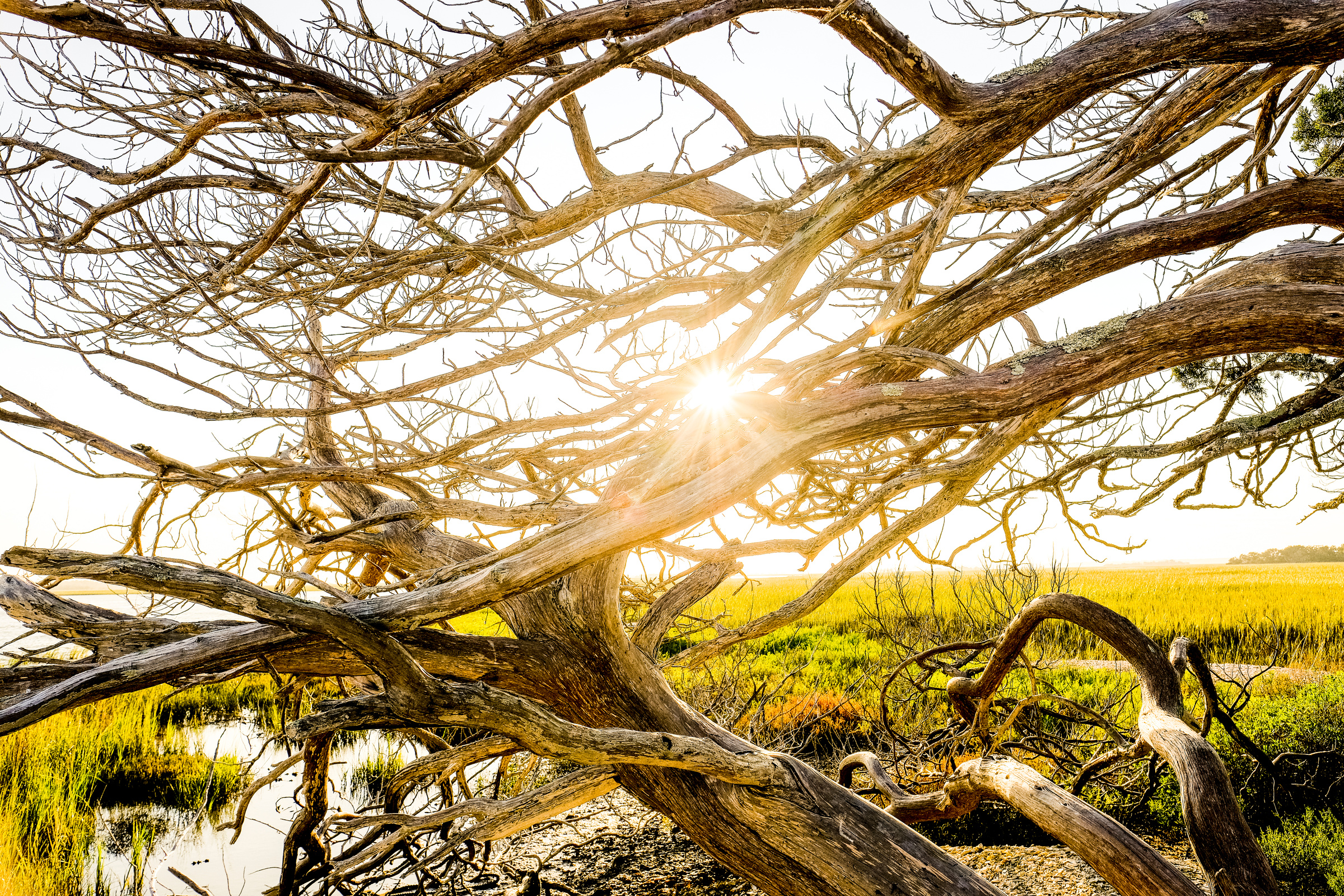 Weathered tree along the lowcountry landscape of the Georgia Coast